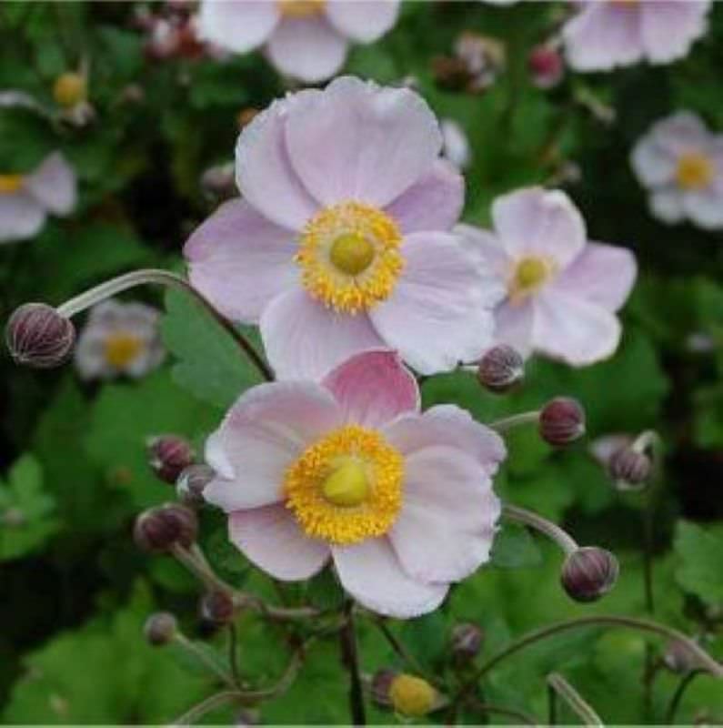  Herbstanemone Richard Ahrends - Anemone Japonica