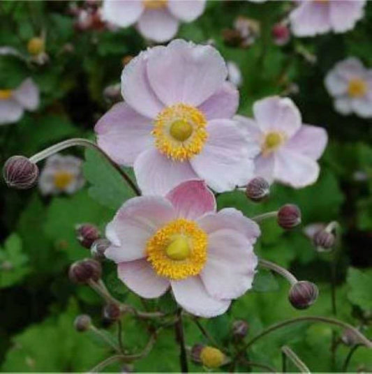  Herbstanemone Richard Ahrends - Anemone Japonica