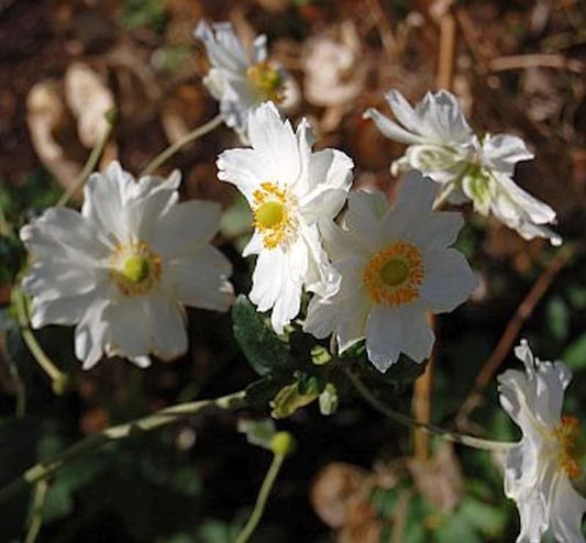  Herbstanemone Whirlwind - Anemone Japonica