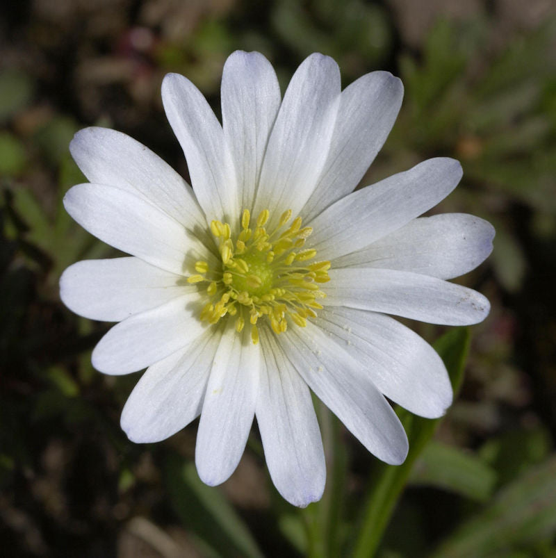  Balkanwindröschen White Splendour - Anemone Blanda