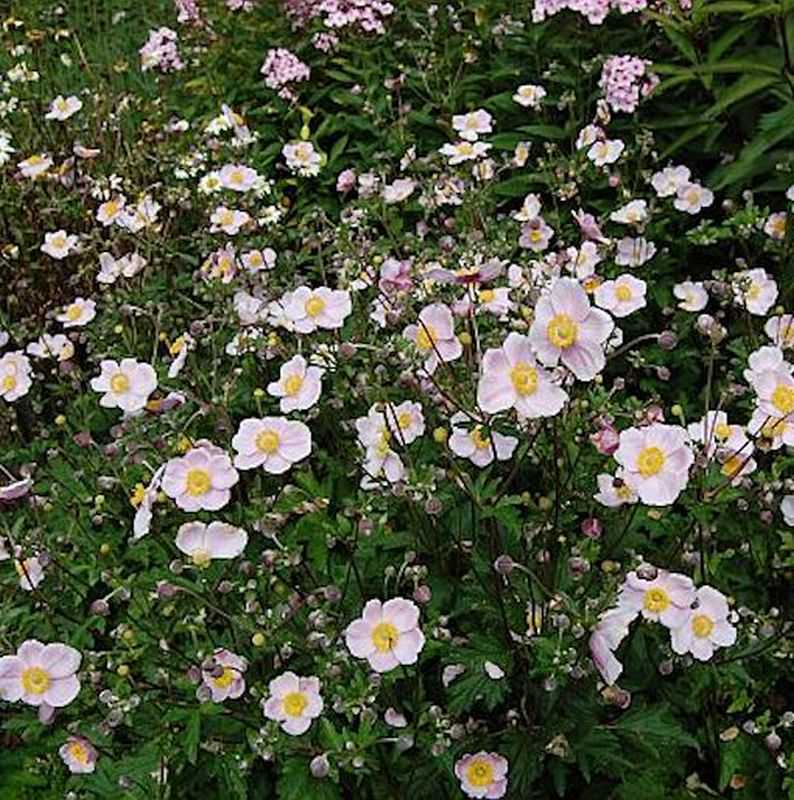  Japanische Herbstanemone Ouvertüre - Anemone Hupehensis