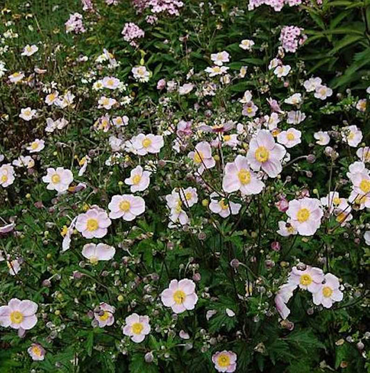  Japanische Herbstanemone Ouvertüre - Anemone Hupehensis