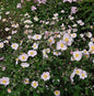  Japanische Herbstanemone Ouvertüre - Anemone Hupehensis