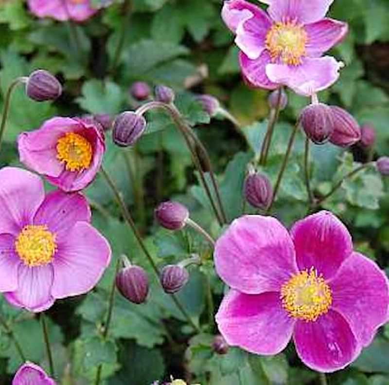  Japanische Herbstanemone Praecox - Anemone Japonica