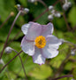  Japanische Herbstanemone Septembercharm - Anemone Hupehensis
