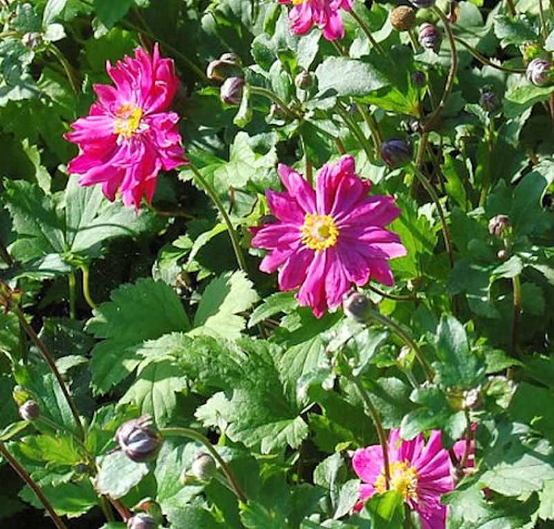  Herbstanemone Bressingham Glow - Großer Topf - Anemone Japonica