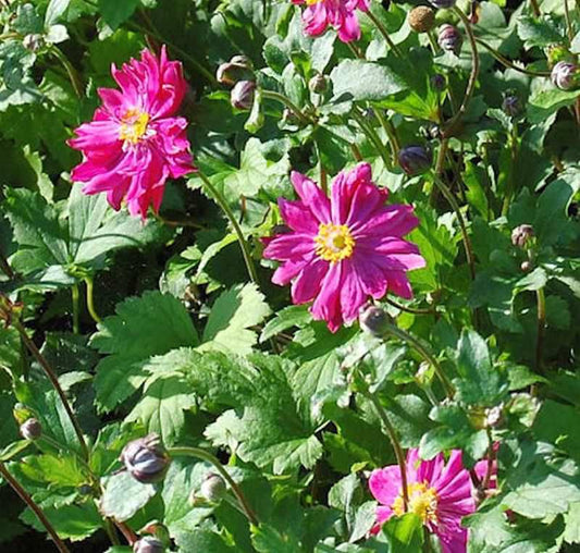  Herbstanemone Bressingham Glow - Großer Topf - Anemone Japonica