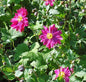  Herbstanemone Bressingham Glow - Großer Topf - Anemone Japonica