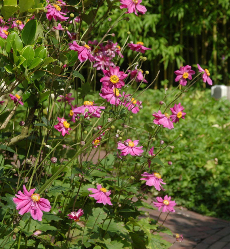  Herbstanemone Prinz Heinrich - Anemone Japonica