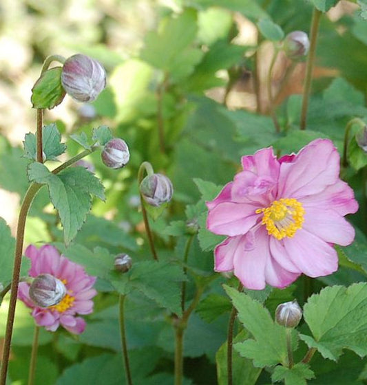  Herbstanemone Rotkäppchen - Anemone Japonica