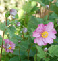  Herbstanemone Rotkäppchen - Anemone Japonica