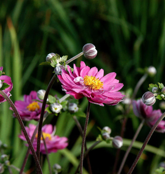  Anemone Pamina - Anemone Japonica