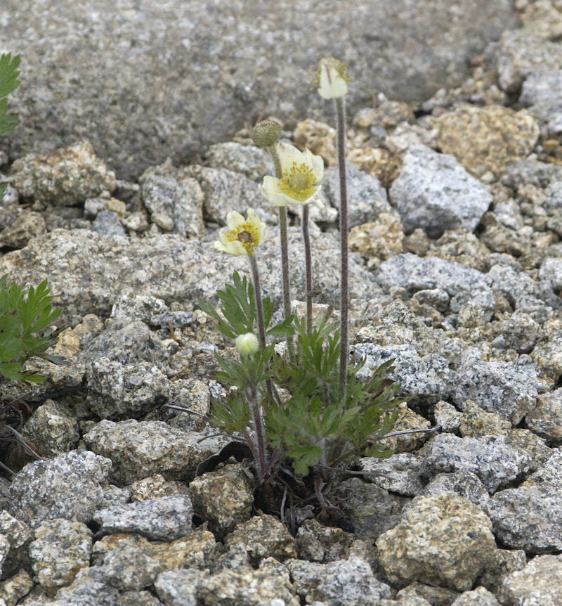  Windröschen - Anemone Multifida