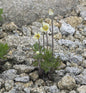  Windröschen - Anemone Multifida