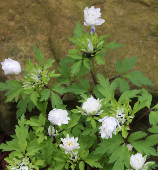  Buschwindröschen Bracteata Pleniflora - Anemone Nemorosa