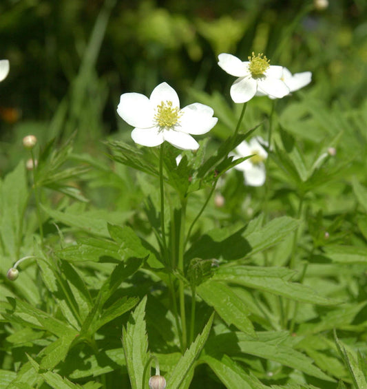  Kanadisches Wiesen Anemone - Anemone Canadensis