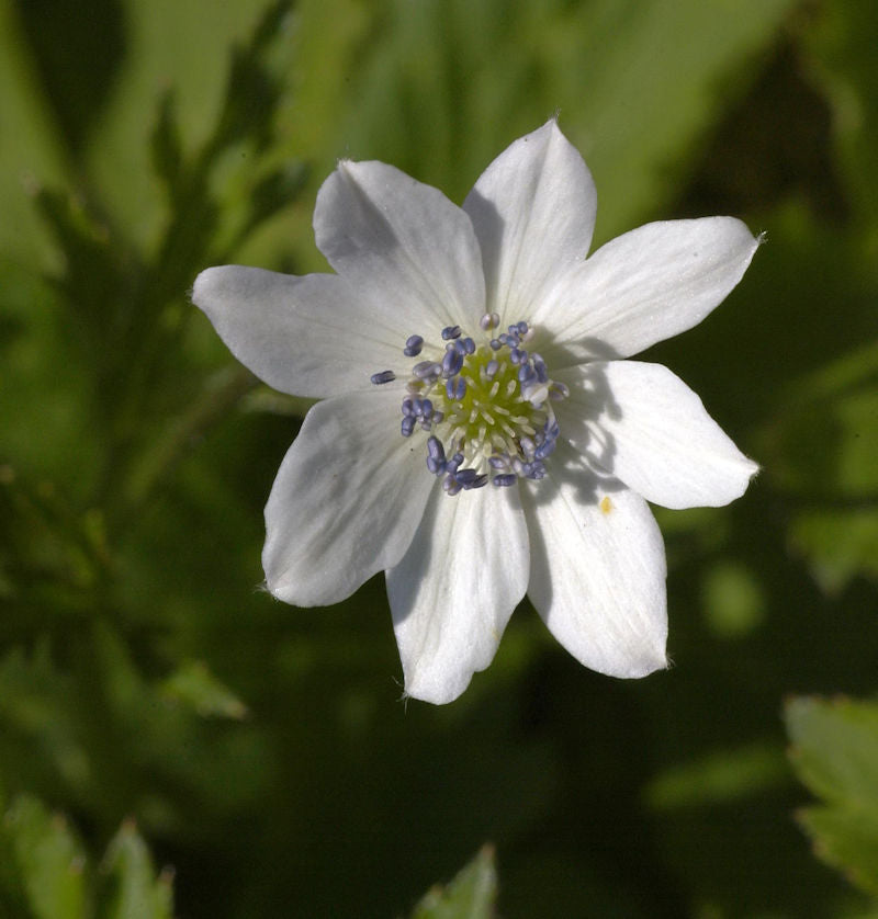  China Anemone - Anemone Leveillei