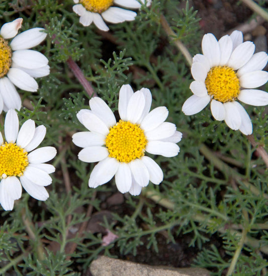  Hundskamille Karpartenschnee - Anthemis Carpatica