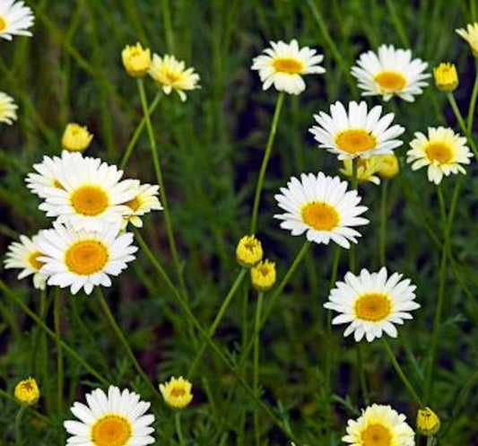  Färberkamille Alba - Anthemis Tinctoria