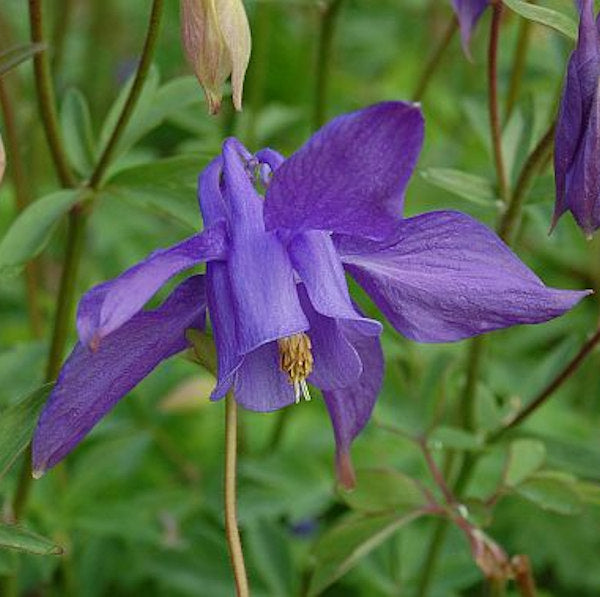  Alpen Akelei - Aquilegia Alpina