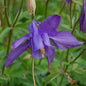 Alpen Akelei - Aquilegia Alpina