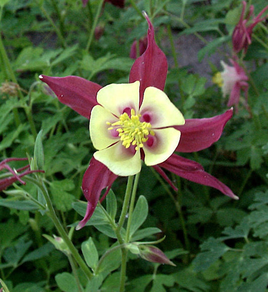  Akelei Koralle - Aquilegia Caerulea