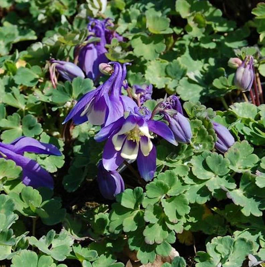  Zwergakelei Spring Magic Blau-Weiß - Aquilegia Flabellata