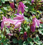  Zwergakelei Spring Magic Rosa-Weiß - Aquilegia Flabellata