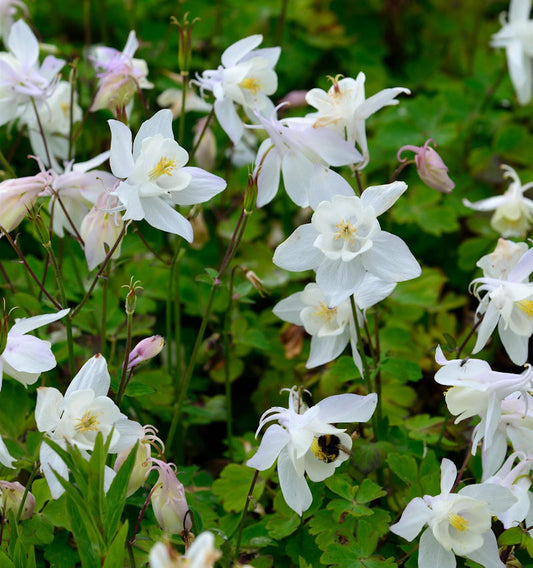  Zwergakelei Spring Magic Weiß - Aquilegia Flabellata