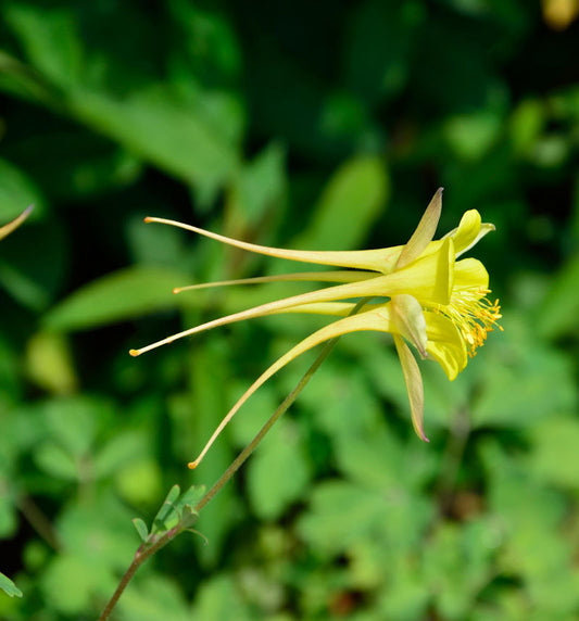  Zwergakelei Spring Magic Gelb - Aquilegia Flabellata