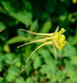  Zwergakelei Spring Magic Gelb - Aquilegia Flabellata