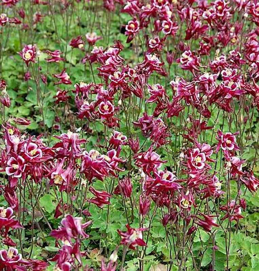  Akelei Winky Rosa-Weiß - Aquilegia Vulgaris