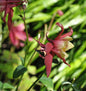  Garten-Akelei Winky Rot-Weiß - Aquilegia Vularis
