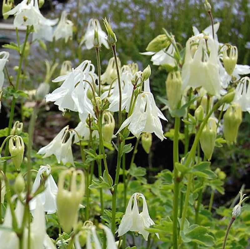  Akelei Alba - Aquilegia Vulgaris