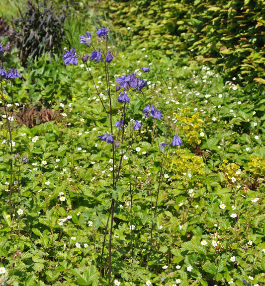  Garten-Akelei - Aquilegia Vularis