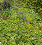  Garten-Akelei - Aquilegia Vularis