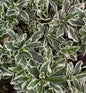  Gänsekresse Variegata - Arabis Caucasica