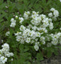  Gänsekresse Plena - Arabis Caucasica