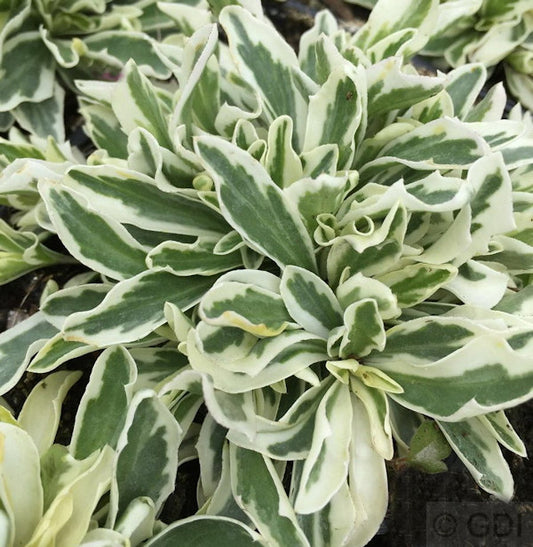  Weissbunte Gänsekresse - Arabis Ferdinandi