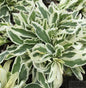  Weissbunte Gänsekresse - Arabis Ferdinandi