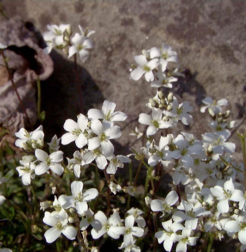  Schaumkresse Suedermann - Arabis Procurrens