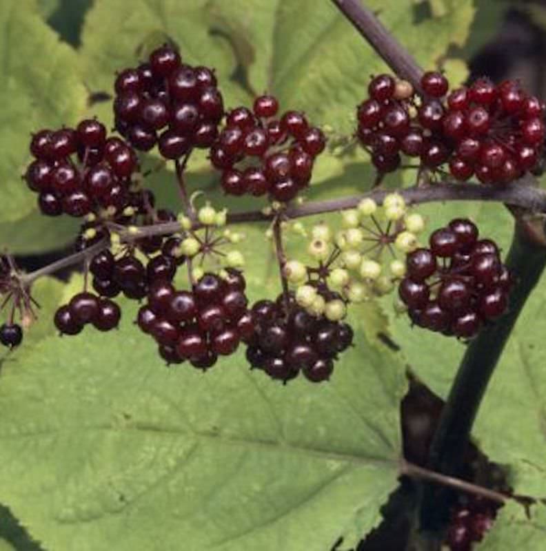  Japanische Aralie Rote Beeren - Aralia Racemosa