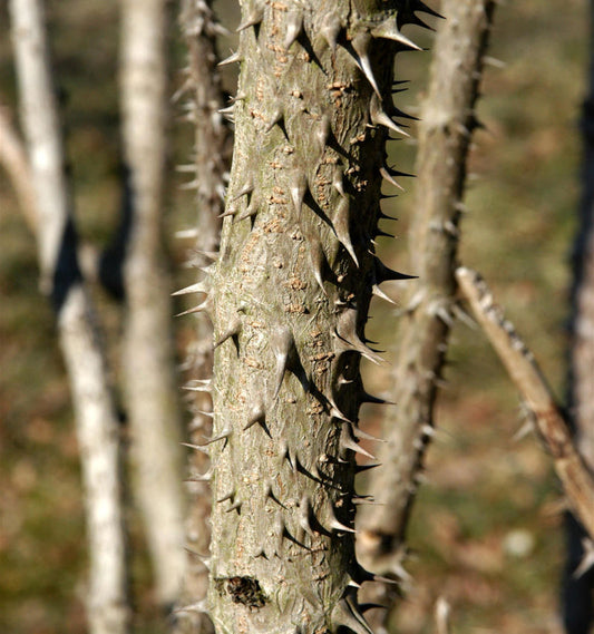  Teufelskrückstock 100-125cm - Aralia Elata
