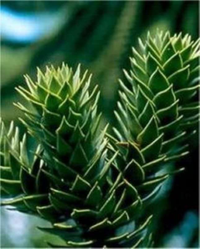  Chilenische Schmucktanne Andentanne 20-25cm - Araucaria Araucana