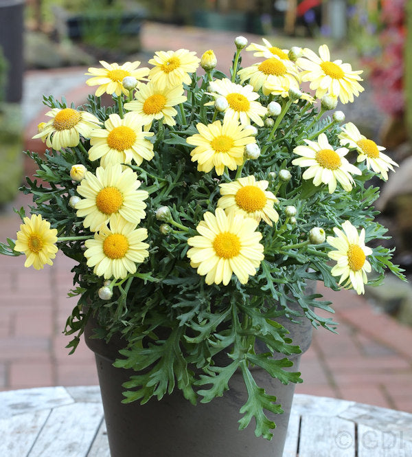 Grönland Margerite Schwefelglanz - Arctanthemum Arcticum