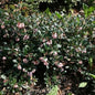  Europäische Bärentraube Massachusetts 20-25cm - Arctostaphylos