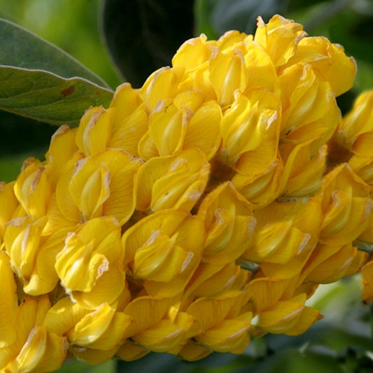  Annanas Ginster 20-30cm - Argyrocytisus Battandieri
