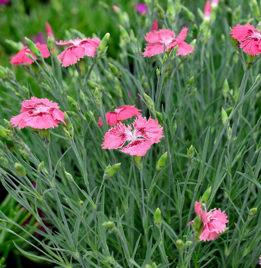  Strandnelke Armada Deep Rose - Armeria Maritima