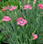  Strandnelke Armada Deep Rose - Armeria Maritima