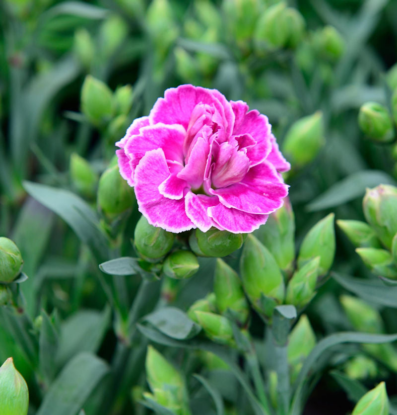  Strandnelke Vesuv - Armeria Maritima